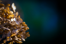 Hortensie- vertrocknet 2