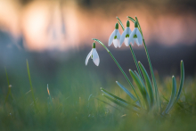 schneeglöckchen-März-1
