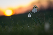 schneeglöckchen-März-3