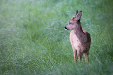 Bockkitz August 2015