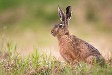 Feldhase-Juni 4