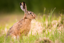 Feldhase-Juni 5