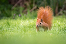 Eichhörnchen - Mai 2