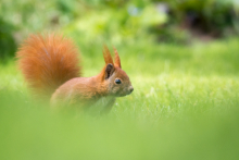 Eichhörnchen - Mai 3