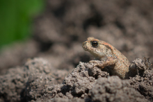 Junge Erdkröte Juli_2