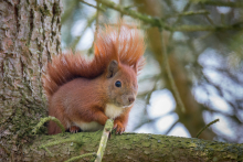 Eichhörnchen April - 1