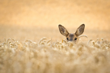 Reh im Weizen_August