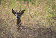 Rehbock-Juni 4 - Totale