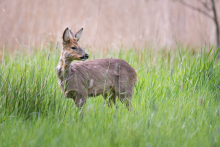 Rehbock - Mai -4.jpg