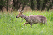 Rehbock - Mai -5.jpg