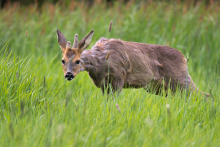 Rehbock - Mai -6.jpg