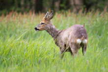 Rehbock - Mai -7.jpg