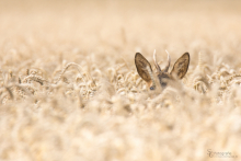 Rehbock-August 2015 3