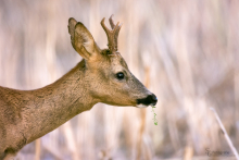 Rehbock-August 2015 2