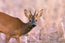 Rehbock-August 2015 1