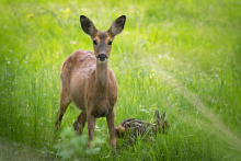 Ricke und Kitz - Mai
