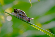 Schnecke_Morgentau