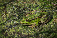 Wasserfrosch