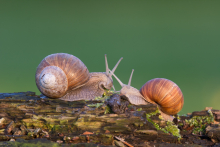 Weinbergschnecken - Mai
