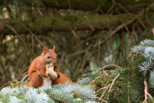 Eichhörnchen am Knochen nagen
