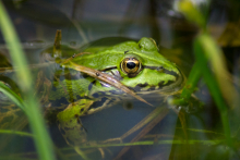Wasserfrosch - Auge in Auge