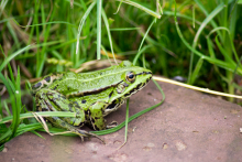 Wasserfrosch
