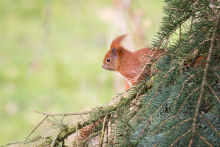 Eichhörnchen März - 1