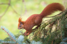 Eichhörnchen März - 2