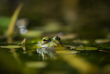 Wasserfrosch_August