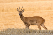 Rehbock-August 2015 4