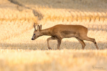 Rehbock-August 2015 5