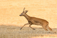 Rehbock-August 2015 6