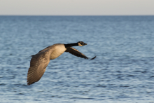 Kanadagans an der Ostsee 1