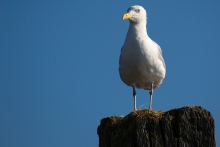Möwe 1