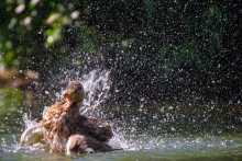 Stockente am baden