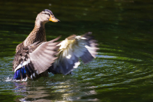 Stockente