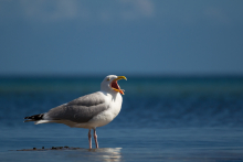 Möwe 2