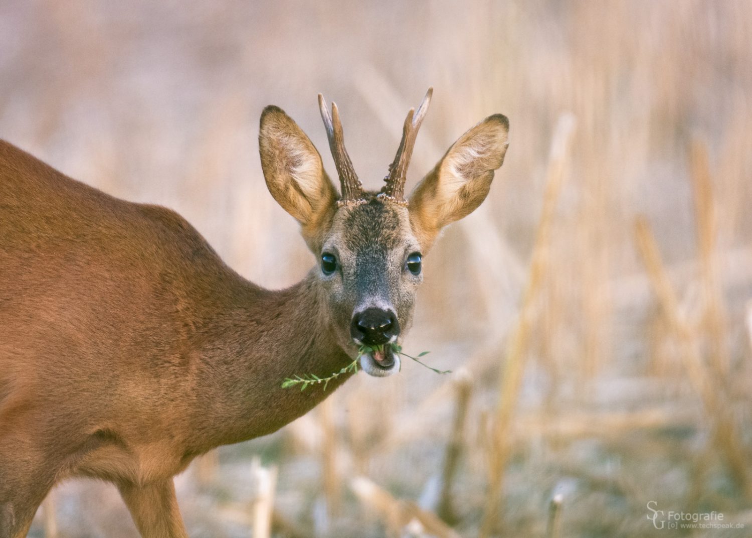 Rehwild Steckbrief • Naturfotografie Sebastian Grell