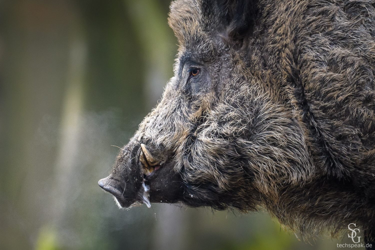 Wildschwein - Steckbrief • Naturfotografie - Sebastian Grell Wildschwein - Steckbrief • Naturfotografie - Sebastian Grell