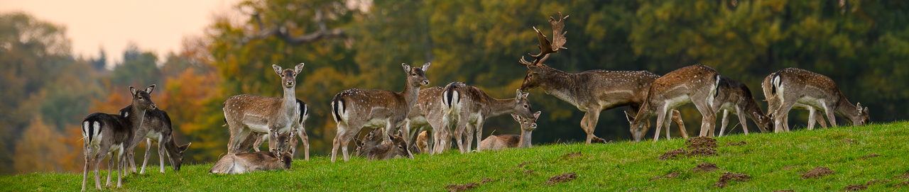 Neue Bilder (November)