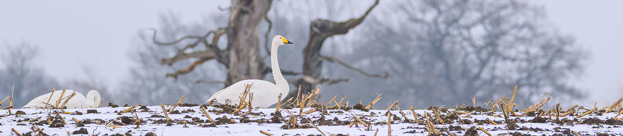 2026 – Frohes Neues!